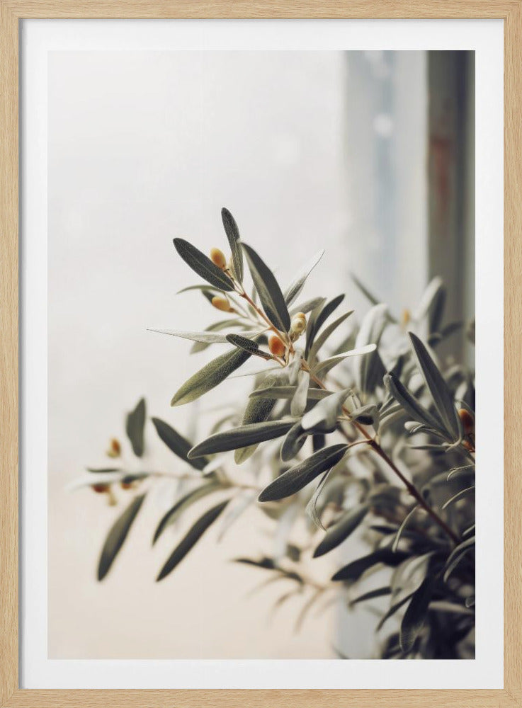 Olive Branch Light | Poster