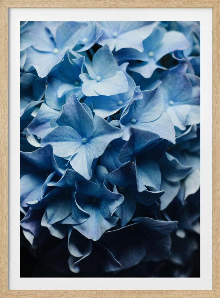 Pretty Sight Blue Hydrangea | Poster