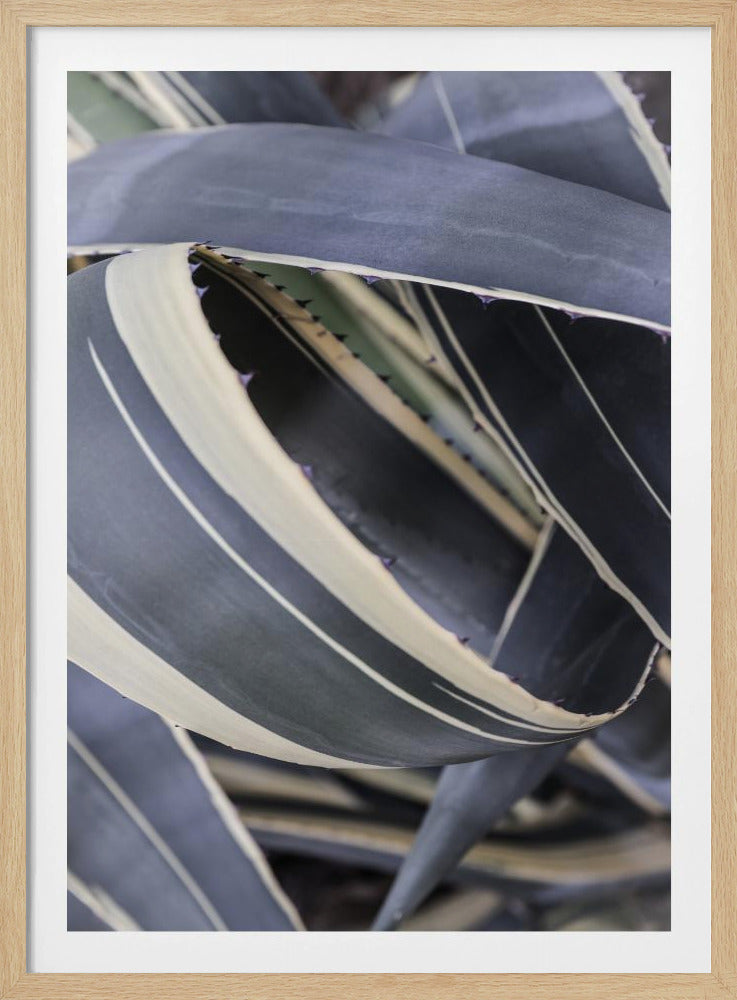 Agave Whorls | Poster