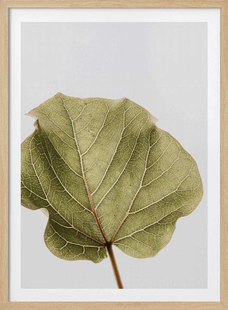 Leaf Vein Symphony | Poster