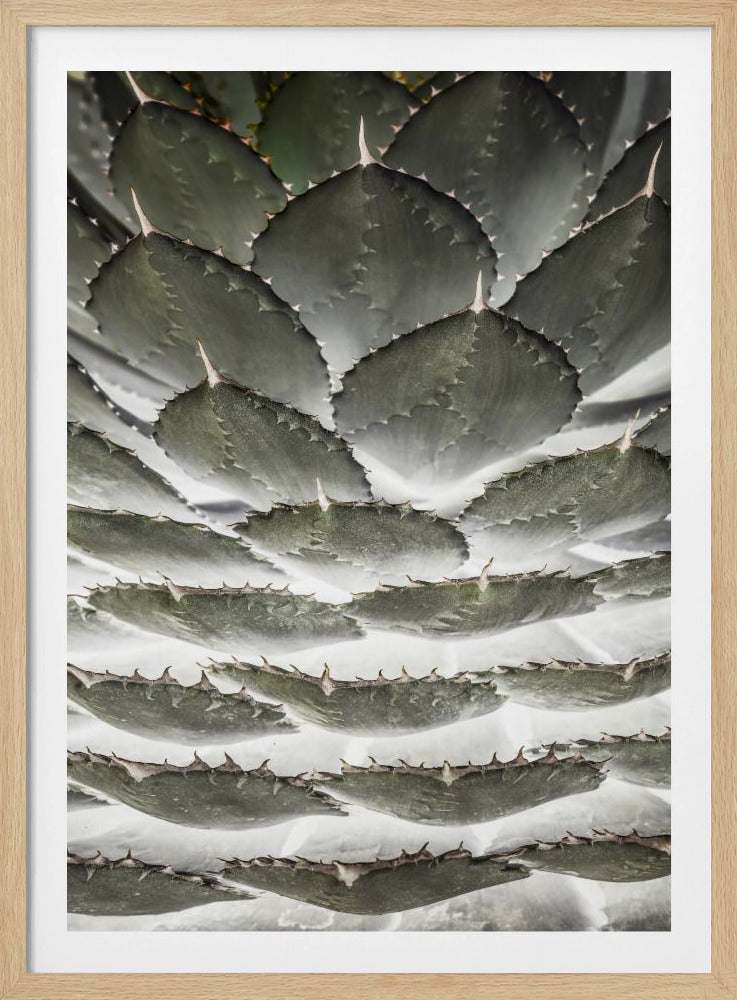 Spiral Succulent | Poster