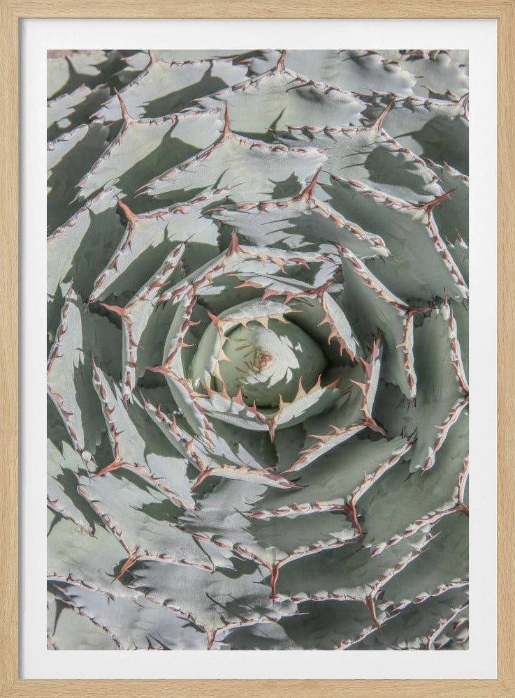 Spiral Succulent Maze | Poster