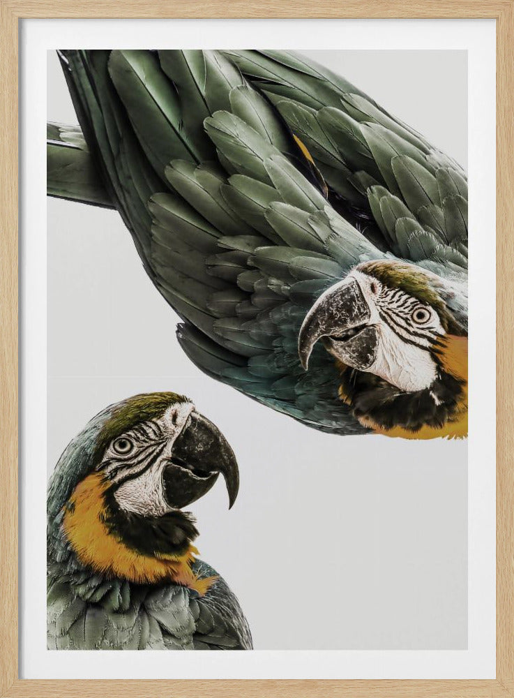 Vibrant Parrot Duo | Poster