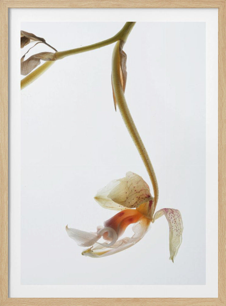 Elegant Decay | Poster