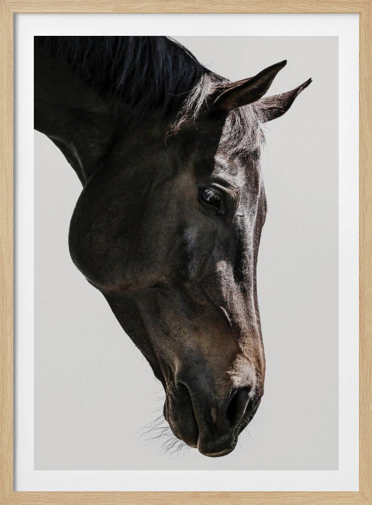 Gentle Equine Gaze | Poster