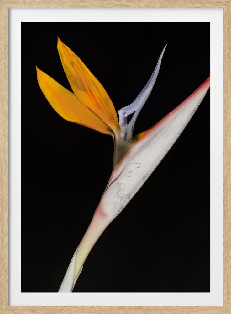 Bird of Paradise | Poster