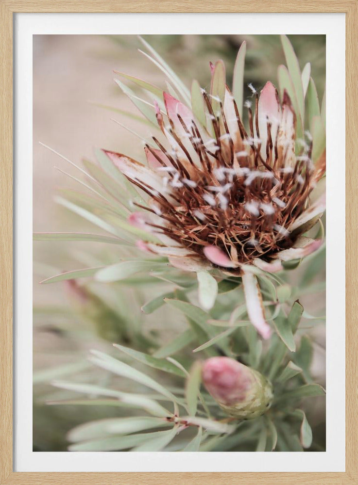 Soft Bloom Elegance | Poster