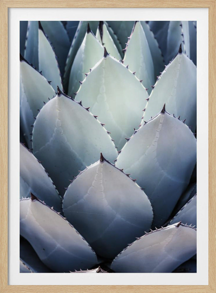 Agave Geometry | Poster