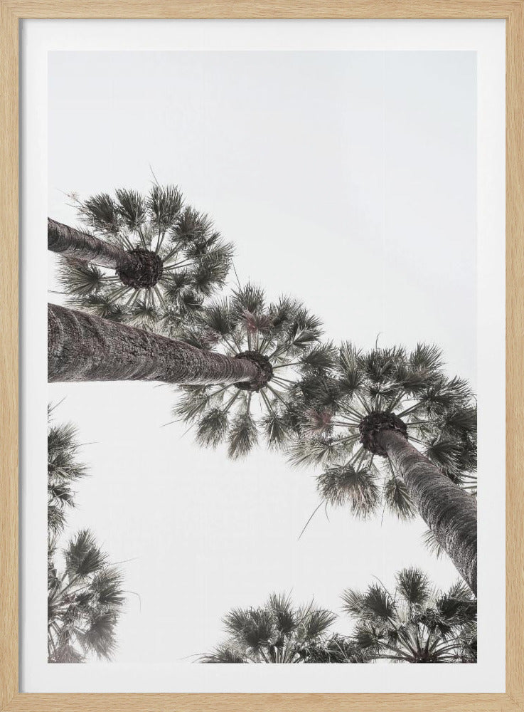Skyward Palms | Poster