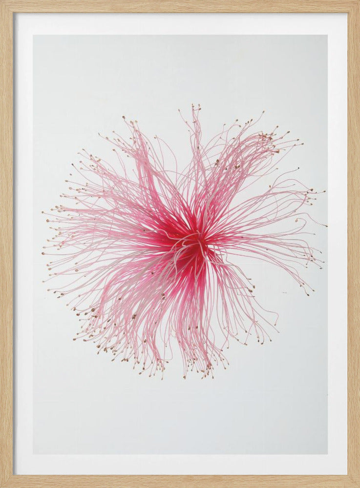 Floral Fireworks | Poster