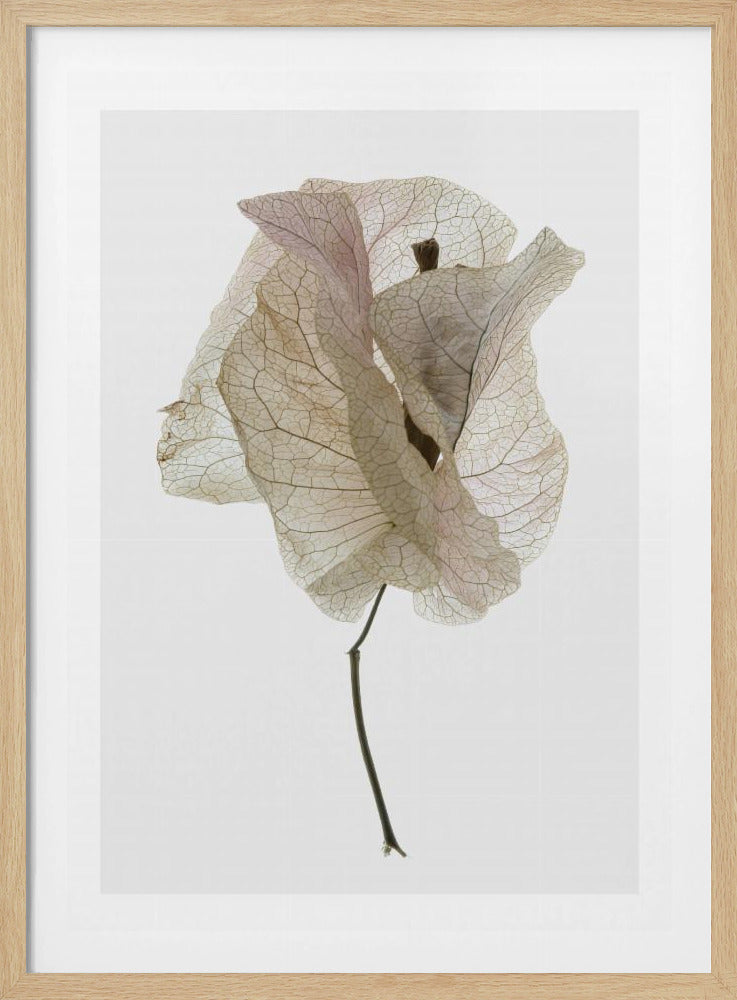 Petal Whisper | Poster