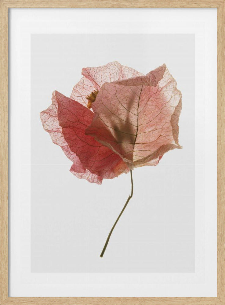 Petal Whisper | Poster