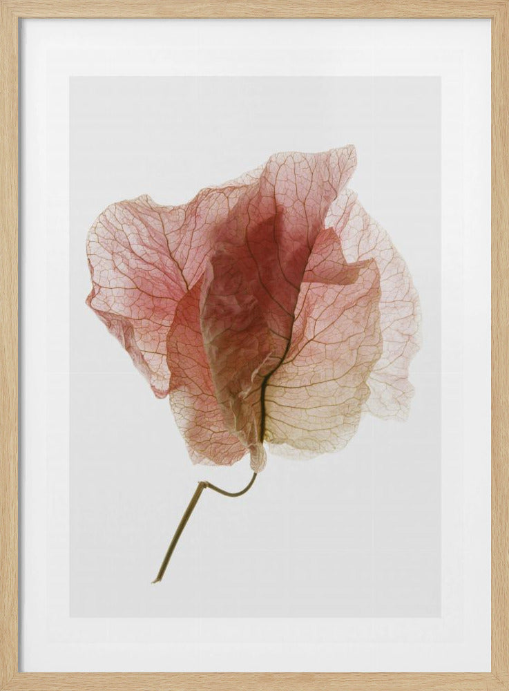 Delicate Petal Veins | Poster
