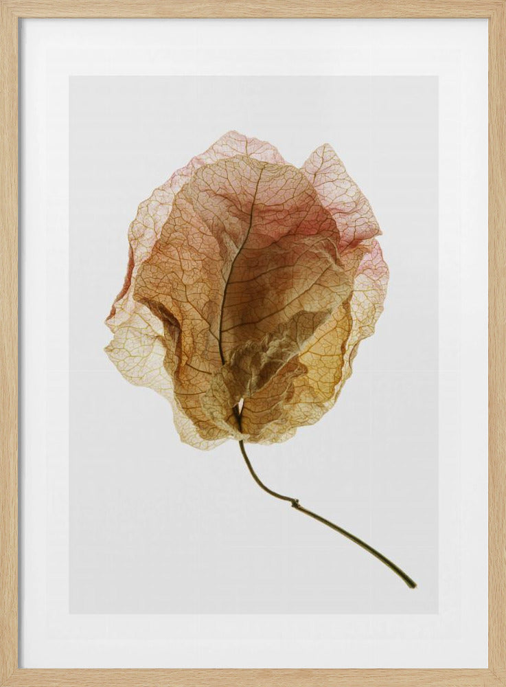 Veined Elegance | Poster