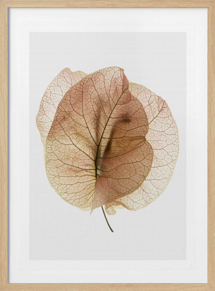 Ethereal Leaves | Poster