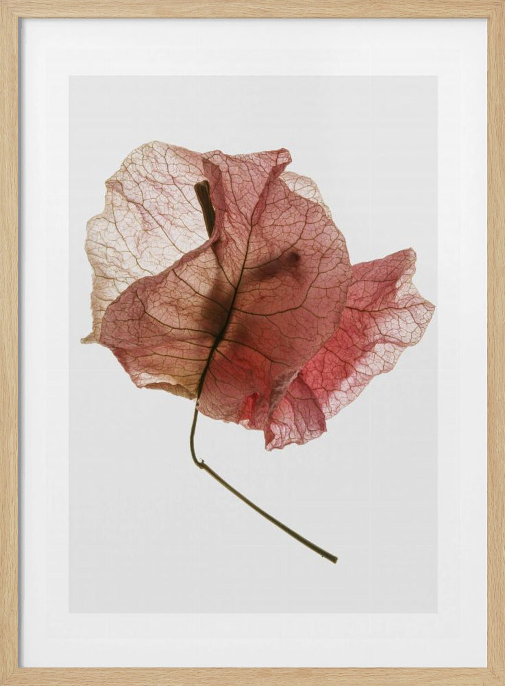 Delicate Petal Veins | Poster