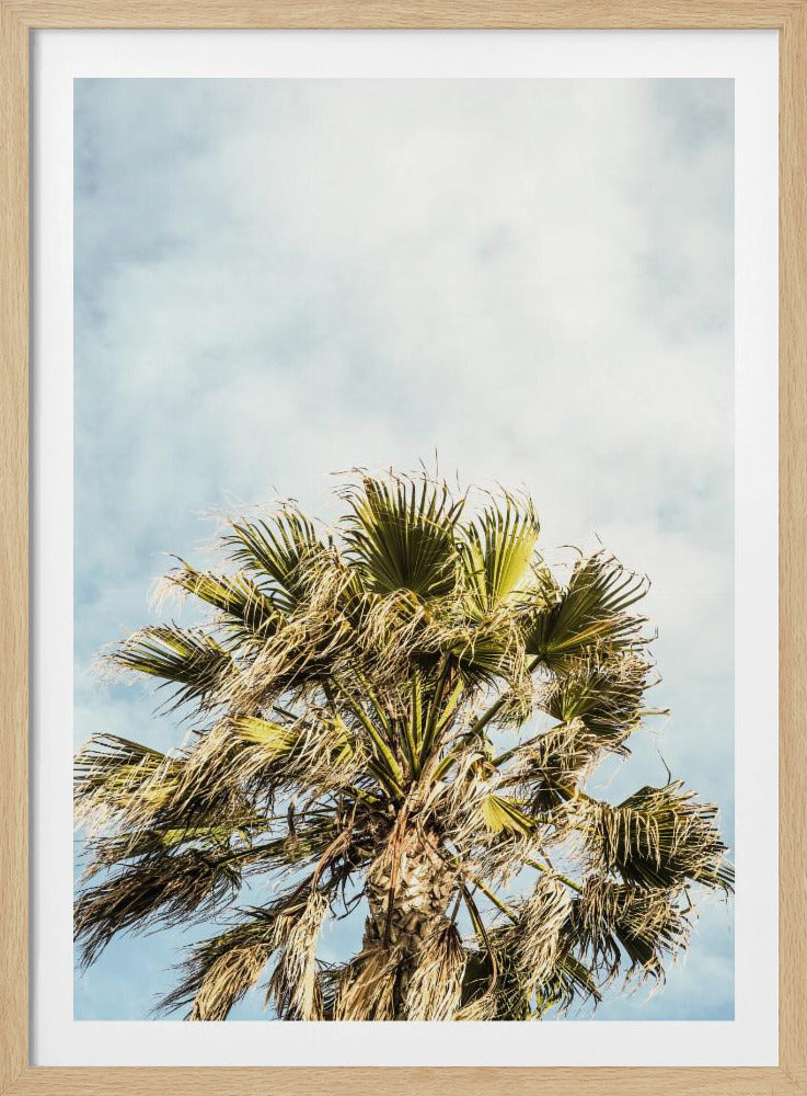 Sunlit Fronds | Poster