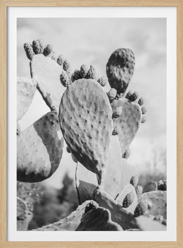 Desert Serenity | Poster