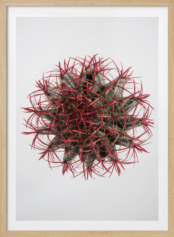 Crimson Cactus Crown | Poster