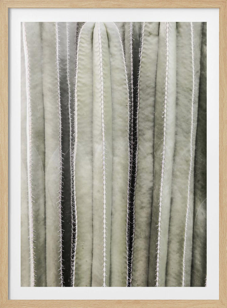 Cactus Symphony | Poster