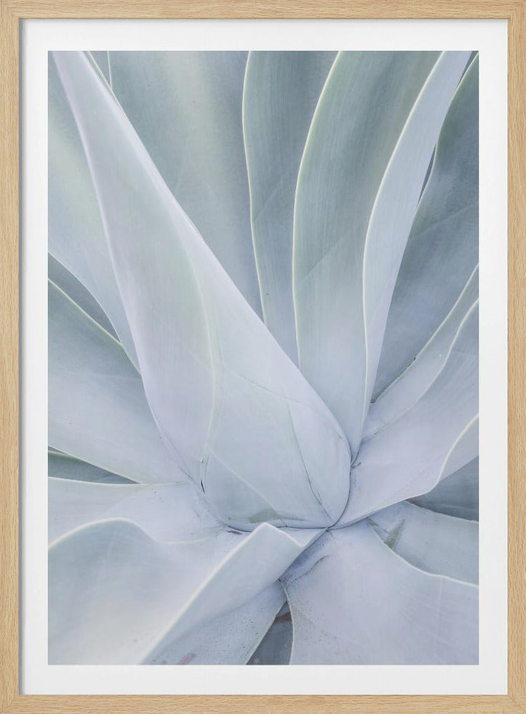 Silvery Succulent | Poster
