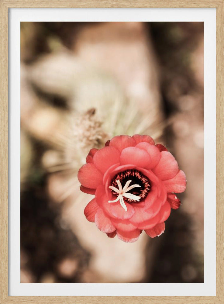 Desert Bloom Dance | Poster