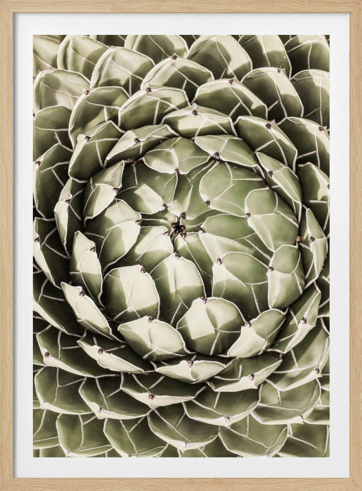 Geometric Succulent | Poster