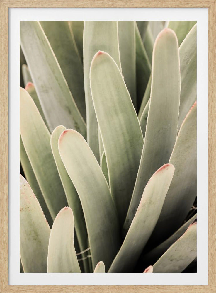 Succulent Symphony | Poster