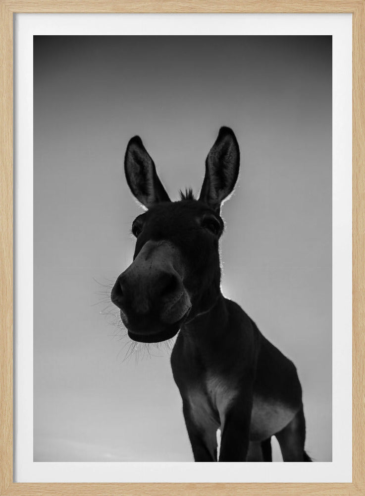 Curious Donkey Gaze | Poster