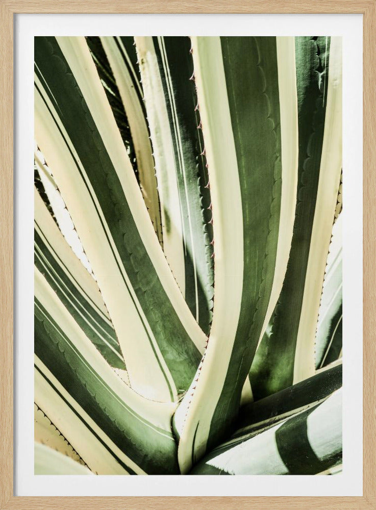 Succulent Symphony | Poster