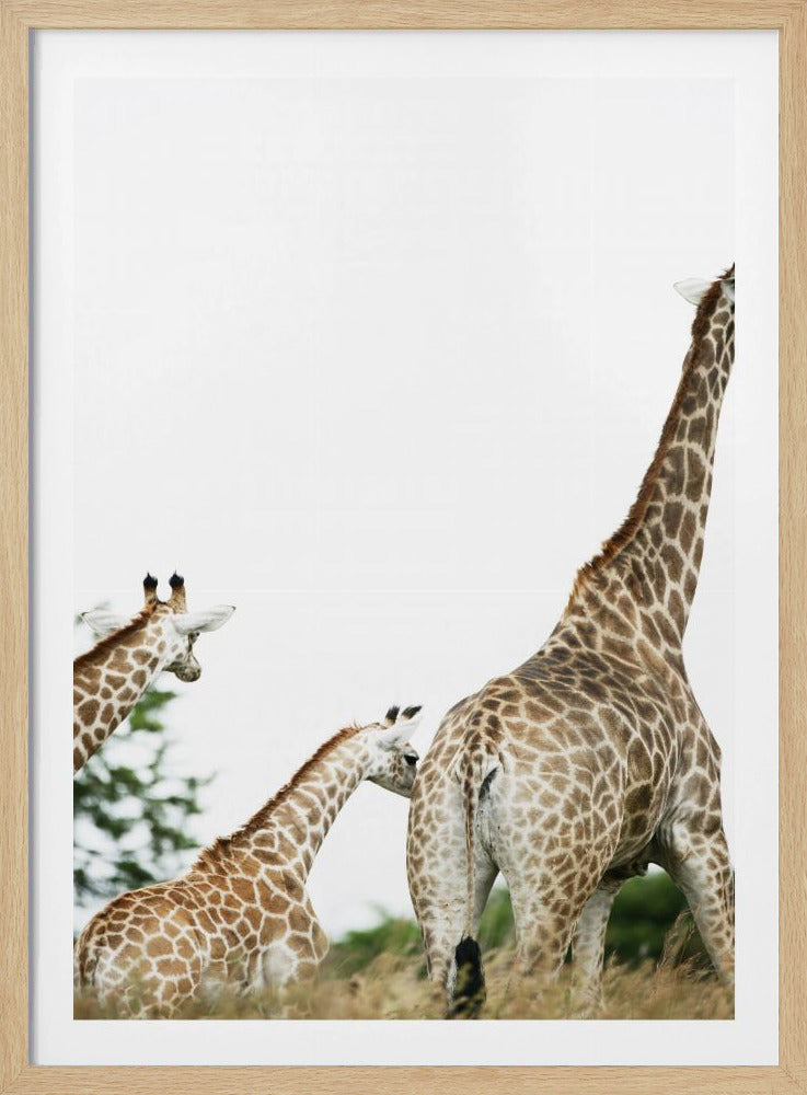 Giraffe Stroll | Poster