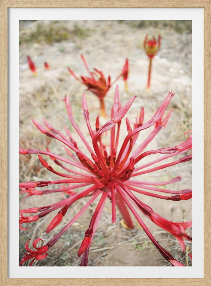 Crimson Spirals | Poster