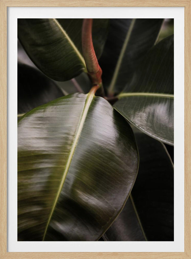 Glossy Leaf Elegance | Poster