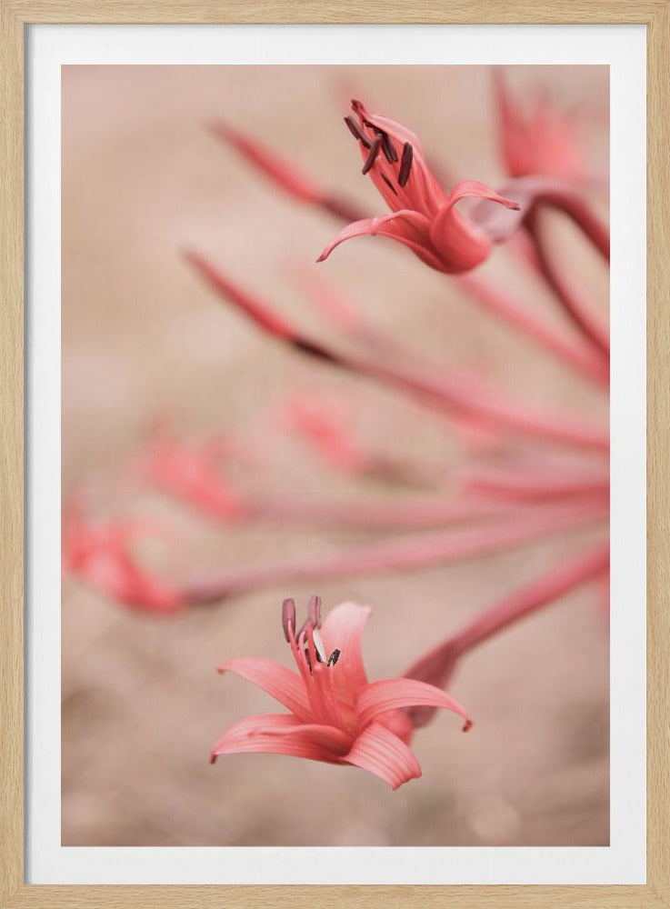 Petals in Focus | Poster