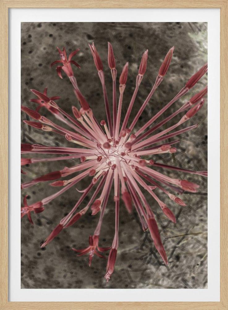 Radiant Blooms | Poster