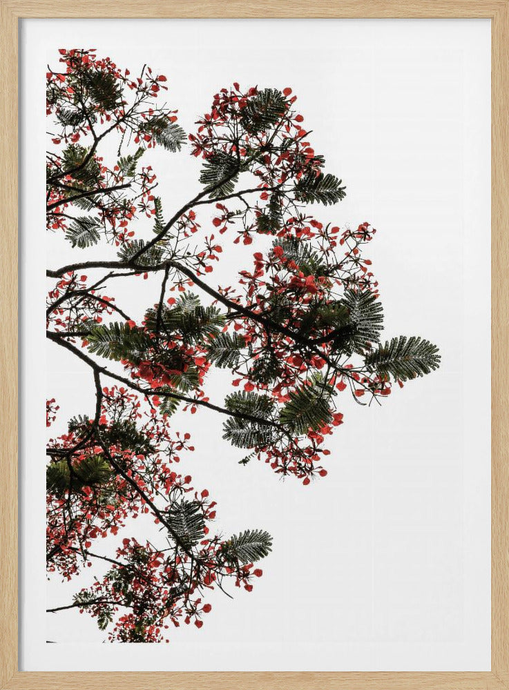 Blossom Canopy | Poster