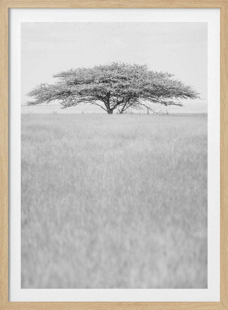 Lone Acacia Dream | Poster