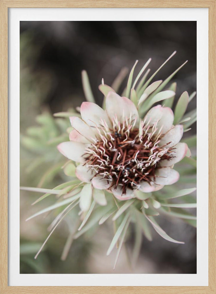 Desert Bloom Halo | Poster