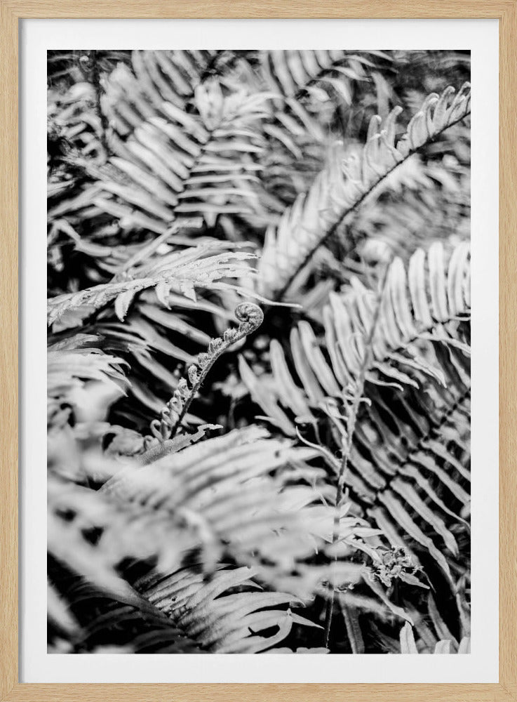 Whispering Ferns | Poster