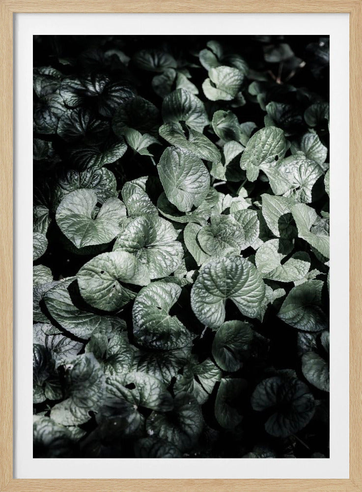 Leafy Shadows | Poster