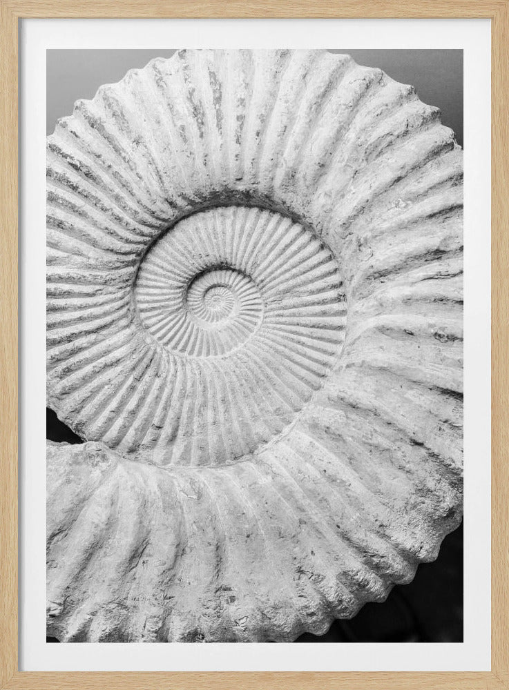 Ancient Spiral Dreams | Poster