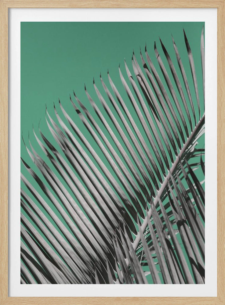 Palm Serenity | Poster
