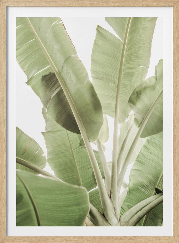 Verdant Leafscape | Poster