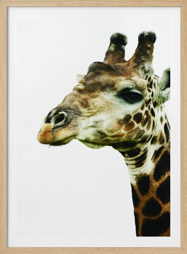 Giraffe's Graceful Gaze | Poster