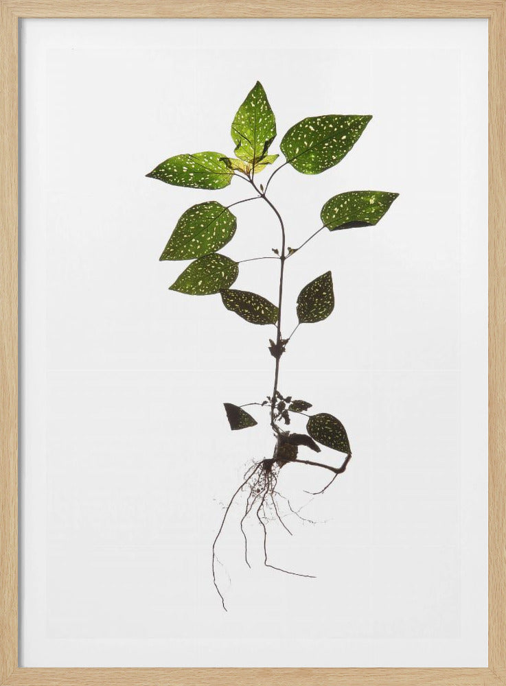 Delicate Decay | Poster