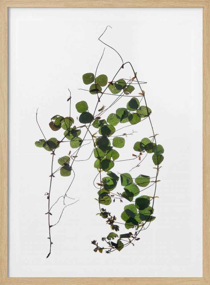 Vine’s Dance | Poster