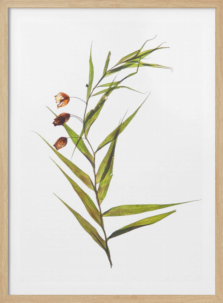 Whispering Leaves | Poster