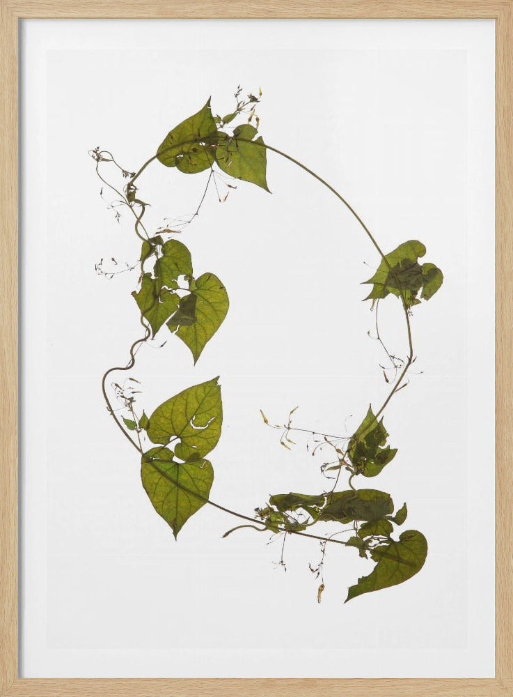 Leafy Circle Dance | Poster