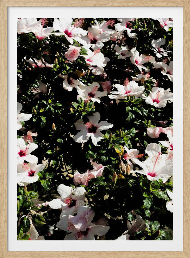 Blossom Symphony | Poster