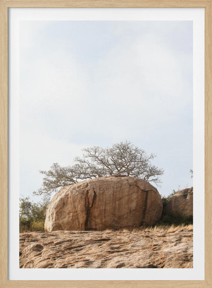 Tree on a Boulder | Poster